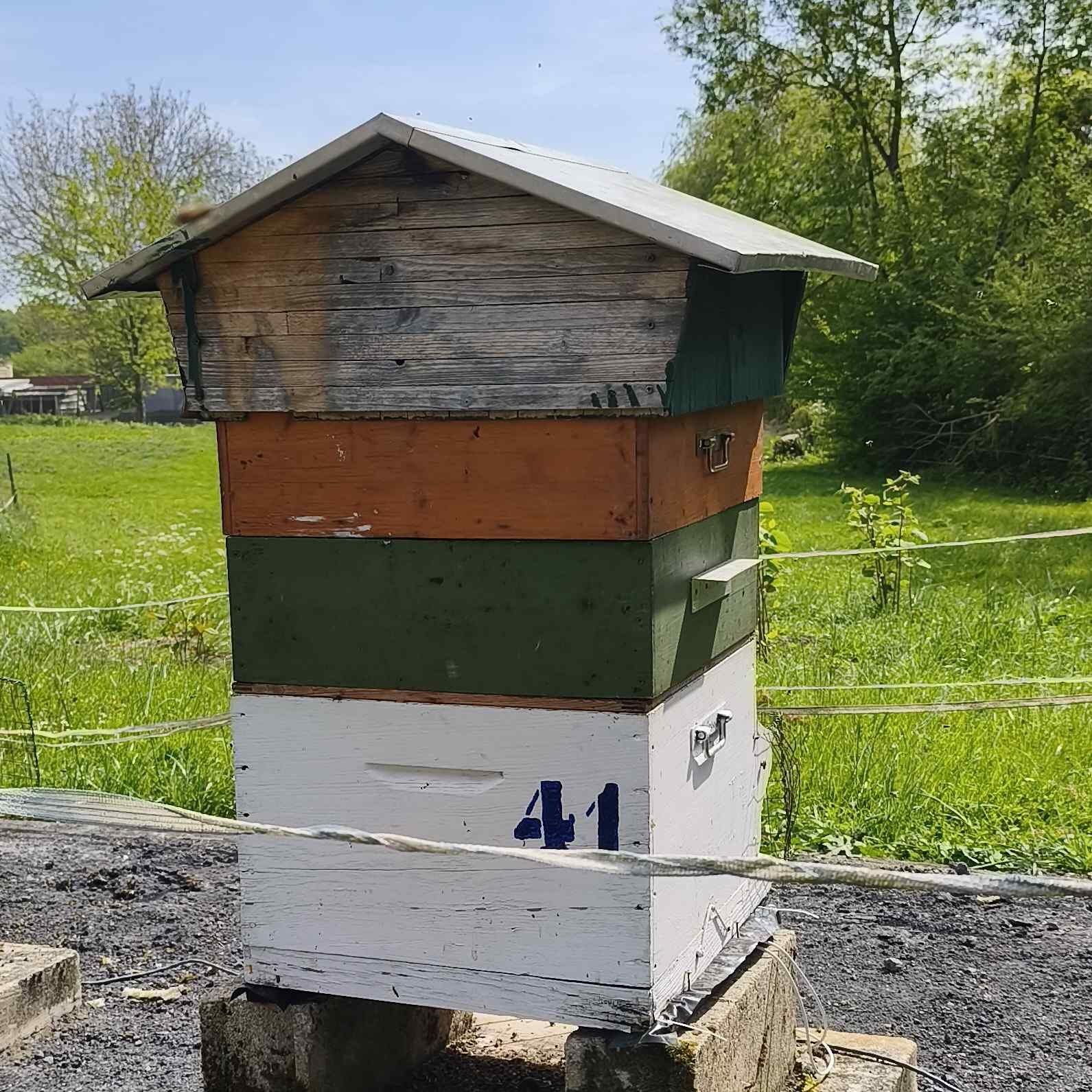 41