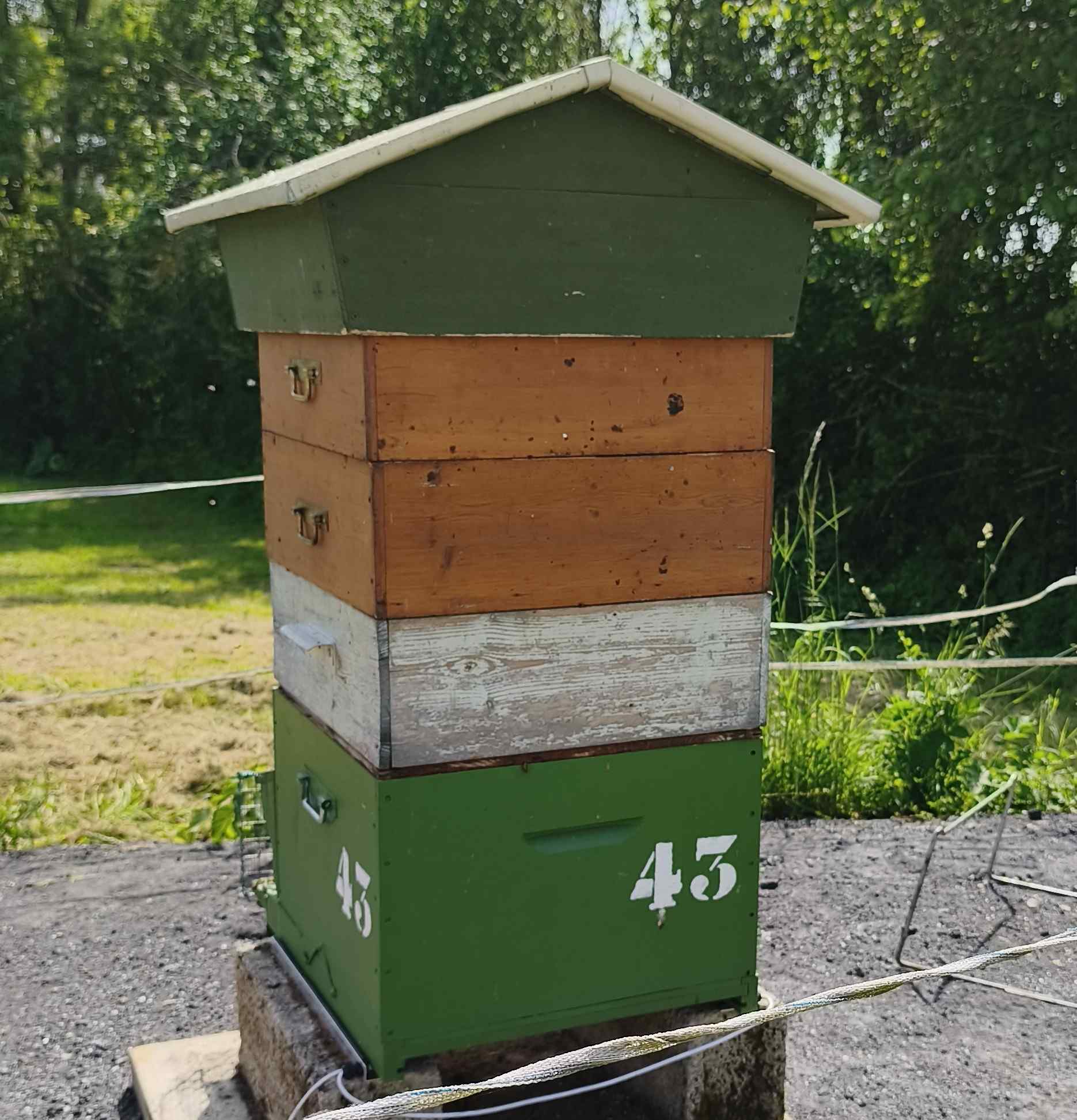 43
